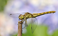 Moustached darter (female, Sympetrum vulgatum)